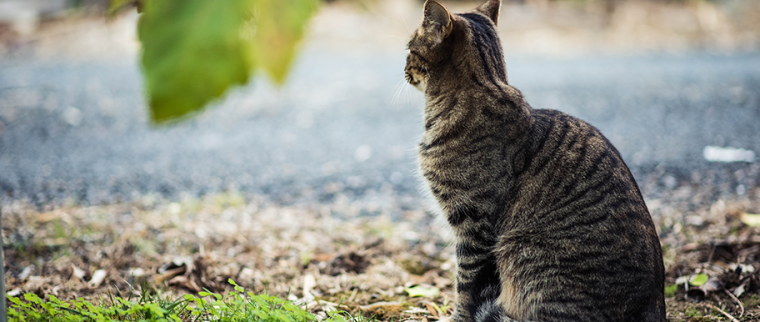 Chat perdu